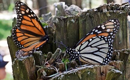 En Jiquipilco, cierran santuario de la mariposa monarca