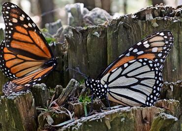 En Jiquipilco, cierran santuario de la mariposa monarca