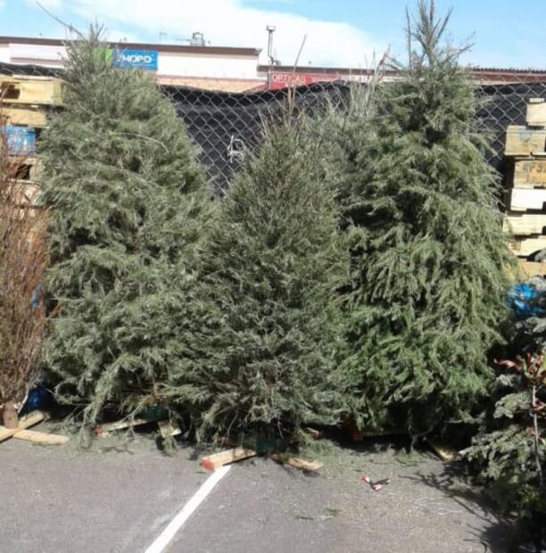 Así puedes intercambiar tu árbol de navidad por una planta de ornato en Cuajimalpa
