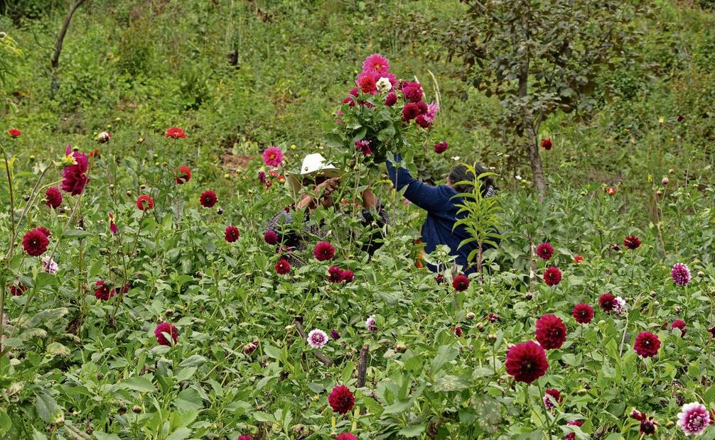 Mujeres Ñuu Savi de Oaxaca ya no migran, ahora siembran