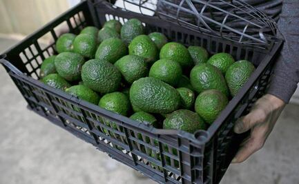 Aguacate mexicano se abre paso en el mercado de Brasil; Sader celebra exportación para 200 millones de consumidores