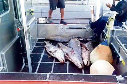 Juez califica de legal la detención del presunto líder de tráfico de totoaba