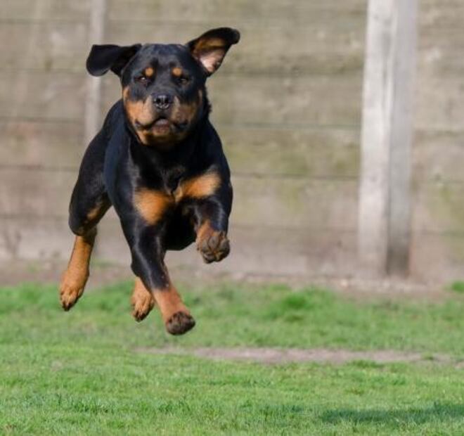 Entérate. Las 5 razas de perros más robadas en la CDMX