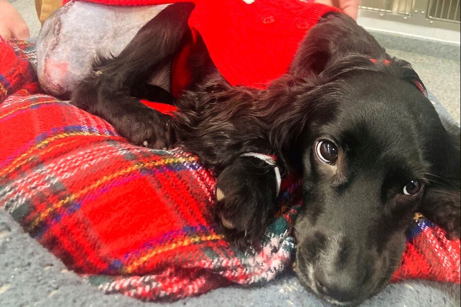 Ariel, después de ser operada, en Bristol, Inglaterra. FOTO: VICKY BLACK. AP