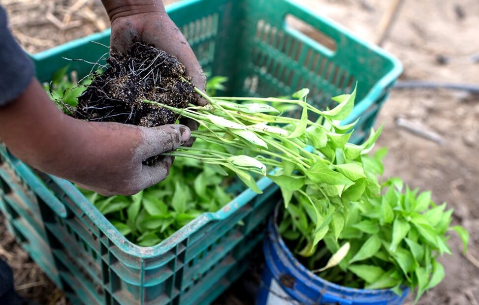 Productores agrícolas de La Laguna, denuncian intromisión de “grupos ajenos” en el sector. Foto: Archivo