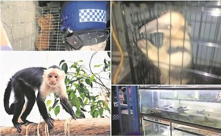 Este año, Brigada de Vigilancia de la SSC salvó a 350 animales