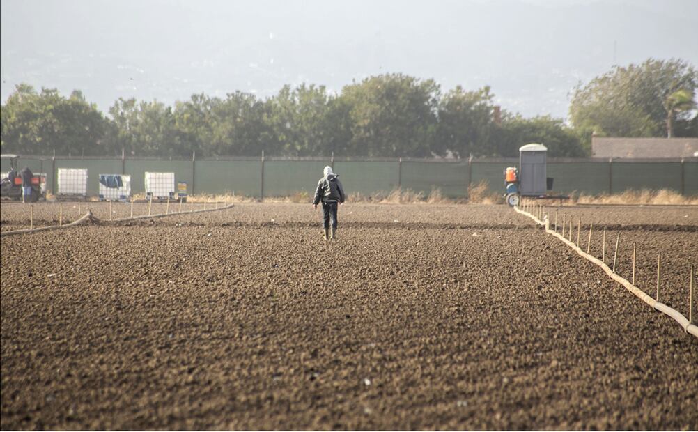 Campos de cultivo en Oxnard lucen vacíos sin jornaleros, el 14 de junio de 2025, tras las detenciones de ICE en Los Ángeles, California. Foto: Aimee Melo/EL UNIVERSAL