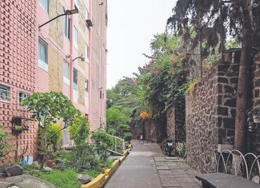 Podan árboles en la unidad habitacional SCOP en Narvarte