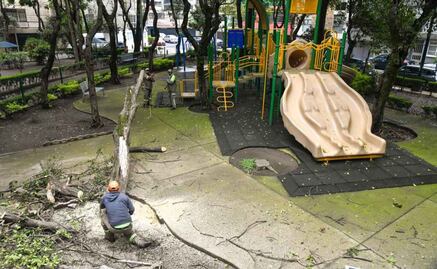 Alcaldía Benito Juárez inicia poda y derribo de árboles por posible riesgo de caída; planean realizarlo en todos lo parques