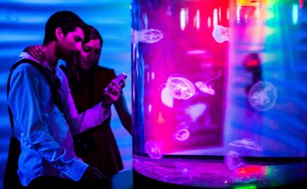 Jazz, cine y animales acuáticos, en Noche de Museos