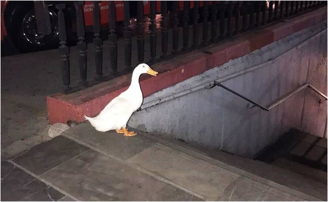 Pato en el Metro de la CDMX. Foto: Especial