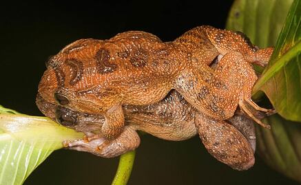 Las ranas tienen nueva postura sexual