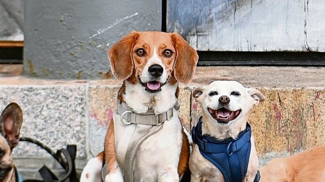 Mascotas en CDMX. Foto: AFP