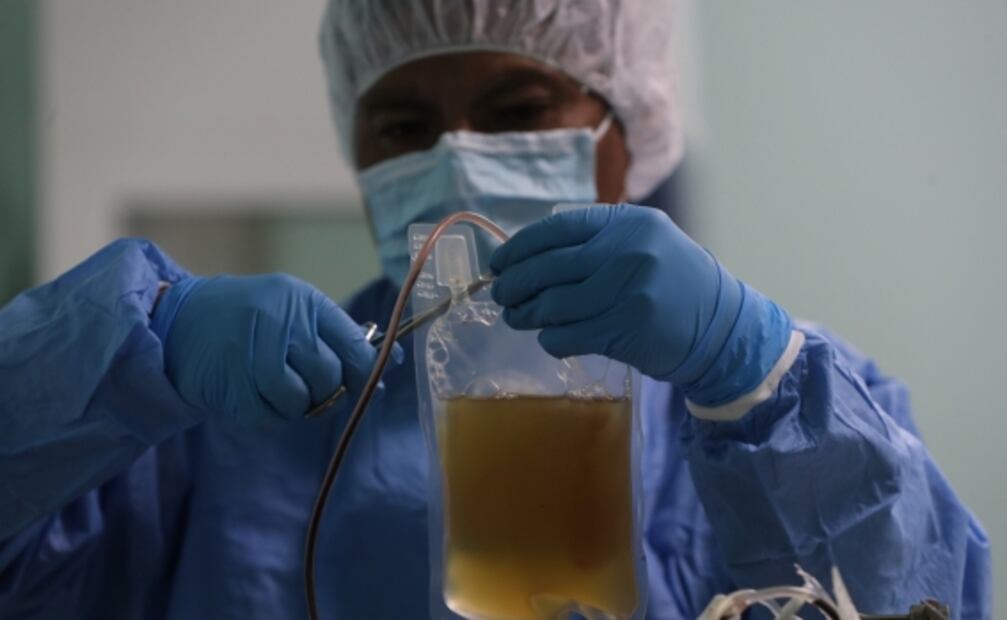 Tratan la covid-19 con suero de plasma de burros en Bolivia