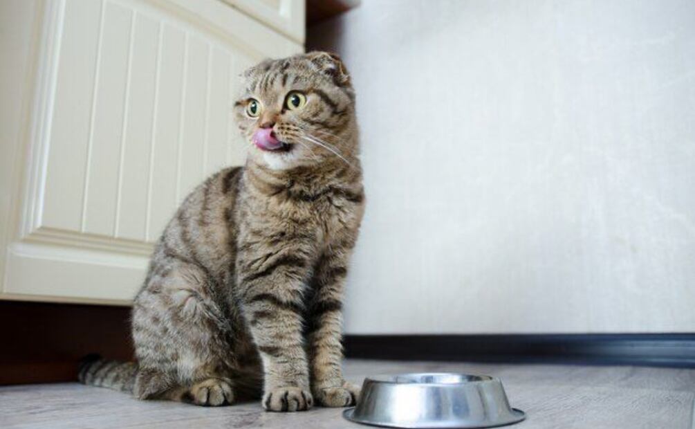 Recuerda que es importante examinar a tu mascota para descartar problemas de salud, dado que una enfermedad o lesión también puede hacer que un gato se vuelva apático y dé la impresión de que está solo.

Foto Producción El Universal 