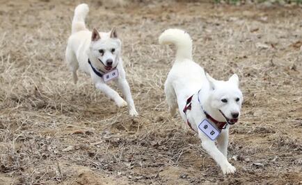 Perros regalados por Kim Jong Un a su par surcoreano terminan en un zoo de Seúl