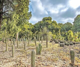 “Menos cemento para Chapultepec”: Fernanda Canales