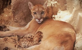 Nacen tres crías de puma en el Centro Ecológico de Sonora; es una de las especies emblemáticas de los ecosistemas del norte del país