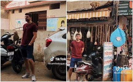 Banda de monos roba a turista colombiano en la India: "son expertos", dice