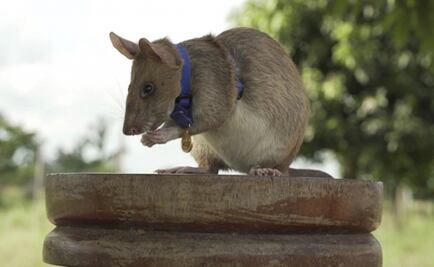 Muere Magawa, rata gigante detectora de minas; localizó más de cien explosivos