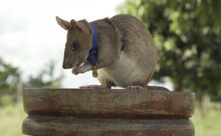 Muere Magawa, rata gigante detectora de minas; localizó más de cien explosivos