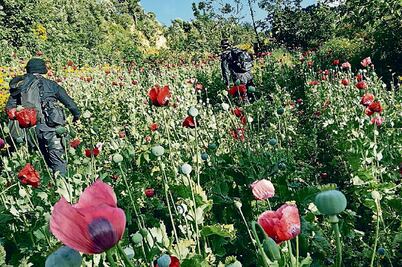 Diputados, abiertos a analizar legalización de la amapola, dicen