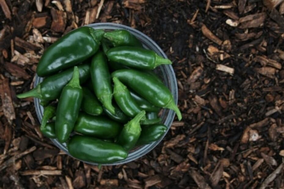 ¿Qué pasa si comes chile jalapeño todos los días?
