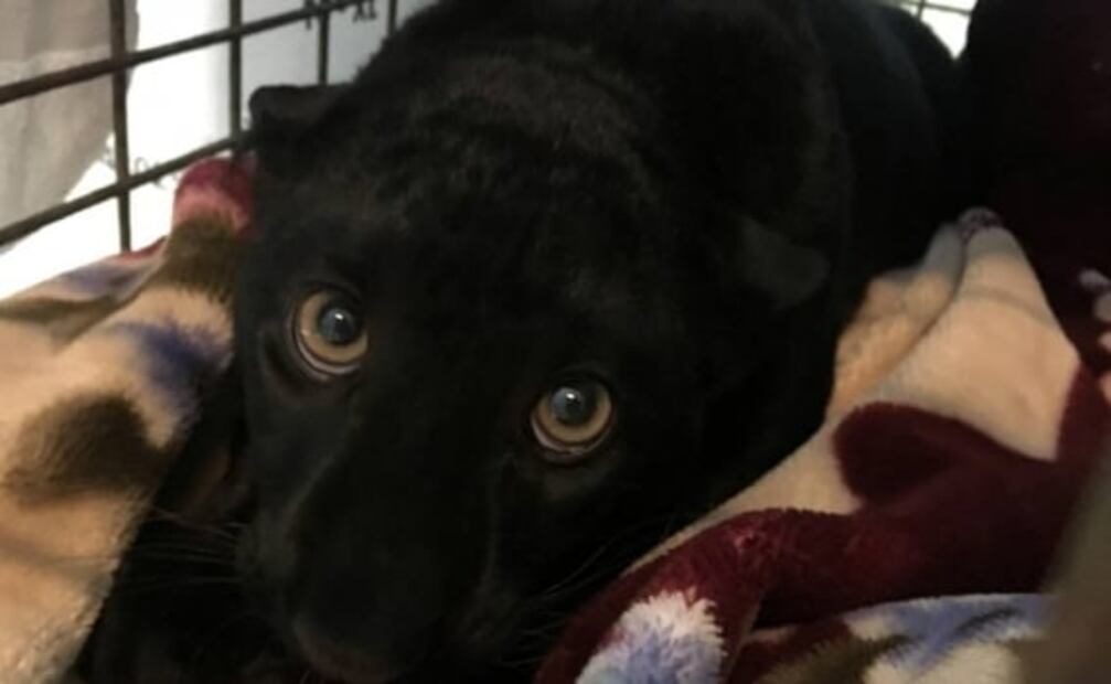 Capturan a pantera negra que deambulaba por viviendas en Francia