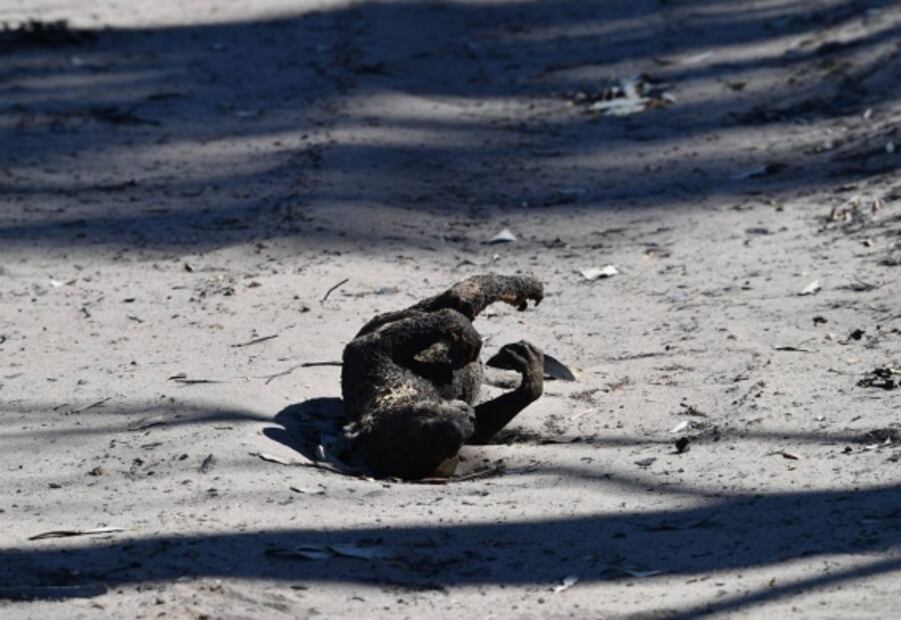 Fake news: Los koalas no están "funcionalmente extintos" pero sí en peligro