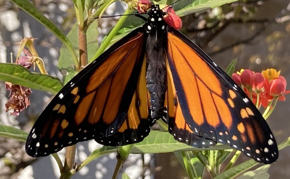 19-22. Transformación de crisálida a macho de mariposa monarca. Las dos manchitas  
negras en ambos lados del abdomen son los stigmata (que producen hormonas 
sexuales que atraen a las hembras para aparearse). ©Omar Vidal