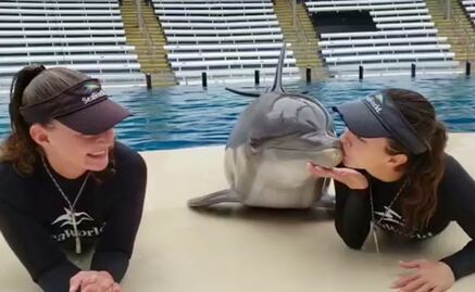 El delfín besucón que se volvió viral en redes sociales