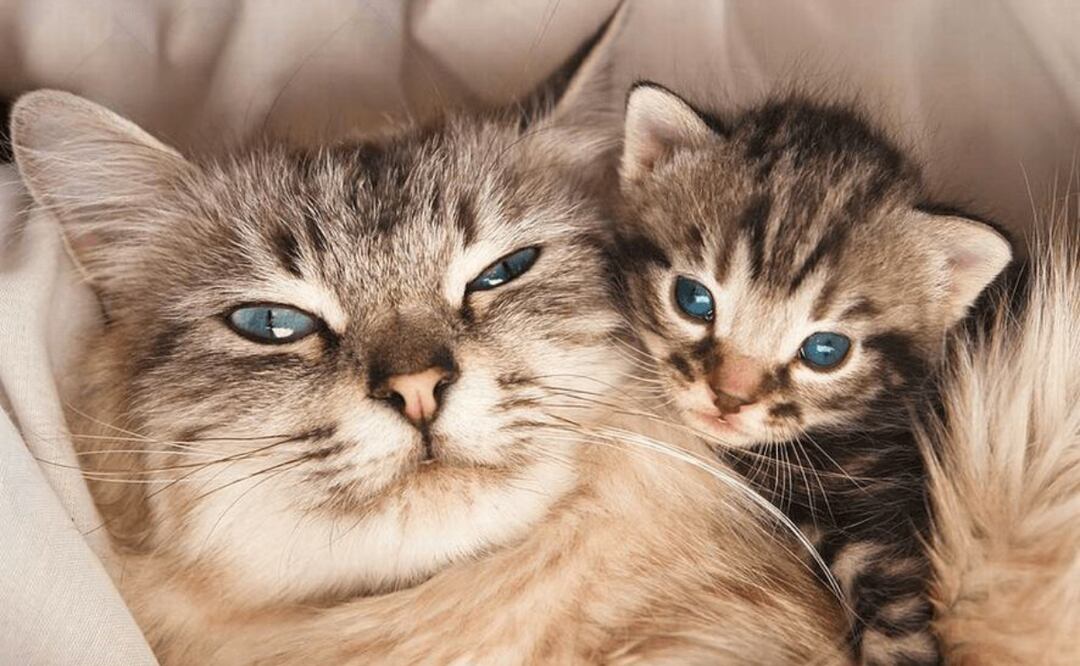 Claves para identificar una gata embarazada. Fuente: Freepik.