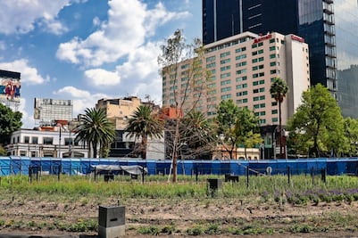 Segundo ahuehuete está bajo revisiones constantes: Sedema