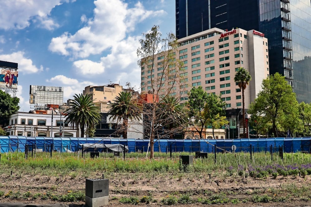 El segundo ahuehuete se colocó el 19 de mayo pasado, luego de que el primero muriera y fuera retirado el 11 de marzo. Foto: Hugo Salvador / El Universal