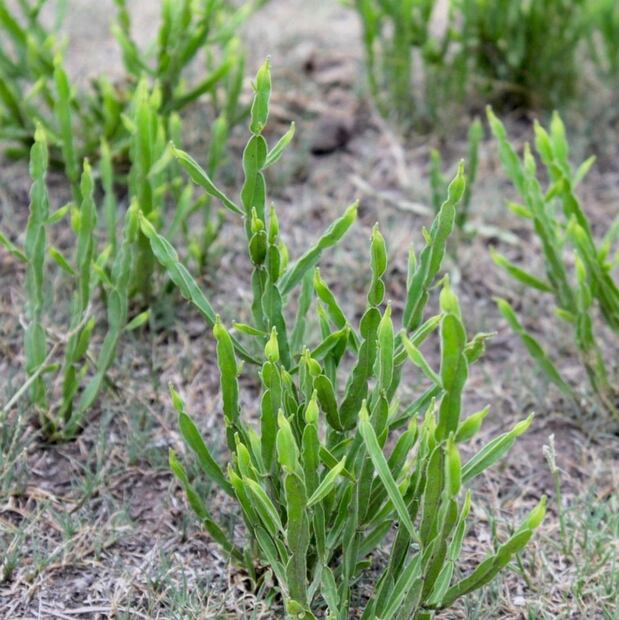 Descubre los beneficios de la carqueja. Foto: Redes Sociales