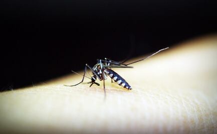 Yucatán, el segundo estado en contagios de dengue; cuenta con 73 casos positivos
