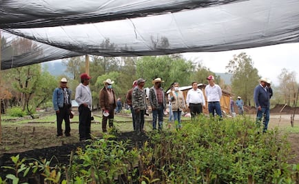 Sembrando Vida supera los 4 mil beneficiarios en Tamaulipas