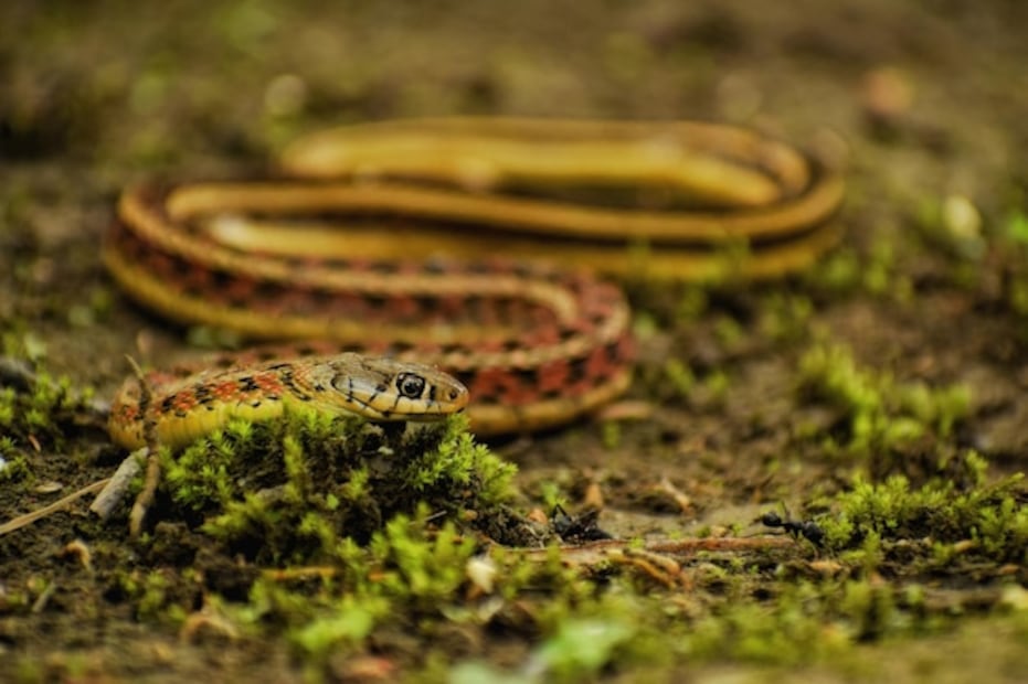 La desaparición de estas especies tendría un impacto devastador en la biodiversidad. Fuente: Freepik.