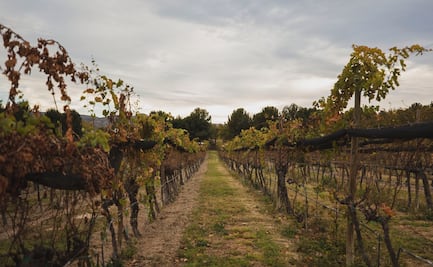 Esto es Coahuila: un paraíso vitivinícola