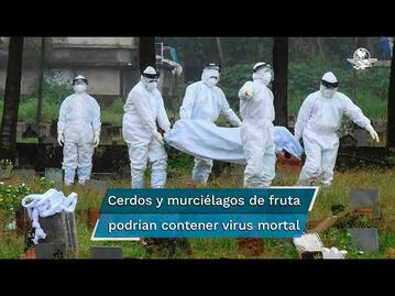 El virus Nipah podría ser la peor pandemia que la humanidad haya enfrentado, afirma experto