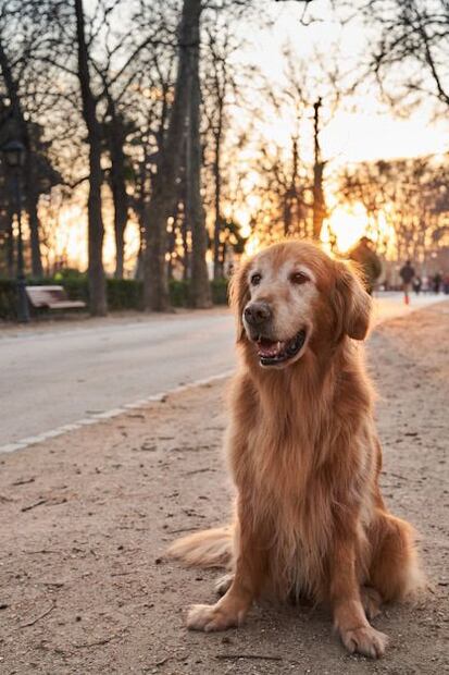 La inteligencia artificial decide cuál es la mejor raza de perro. Fuente: Freepik.