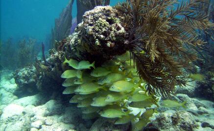 Entérate. La biodiversidad de las nuevas reservas protegidas 