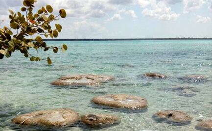 Laguna de Bacalar pierde sus colores por excremento de animales y humanos