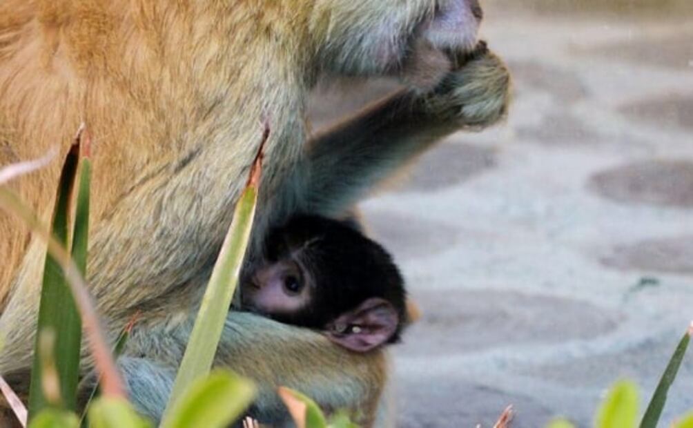 Nace un mono patas en el Zoológico de San Juan de Aragón