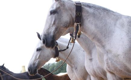 Argentina registra segunda muerte de un ser humano por encefalitis equina del oeste