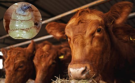 Casos de gusano barrenador suben 5.2% en 11 días en México; acumulan casi 12 mil 