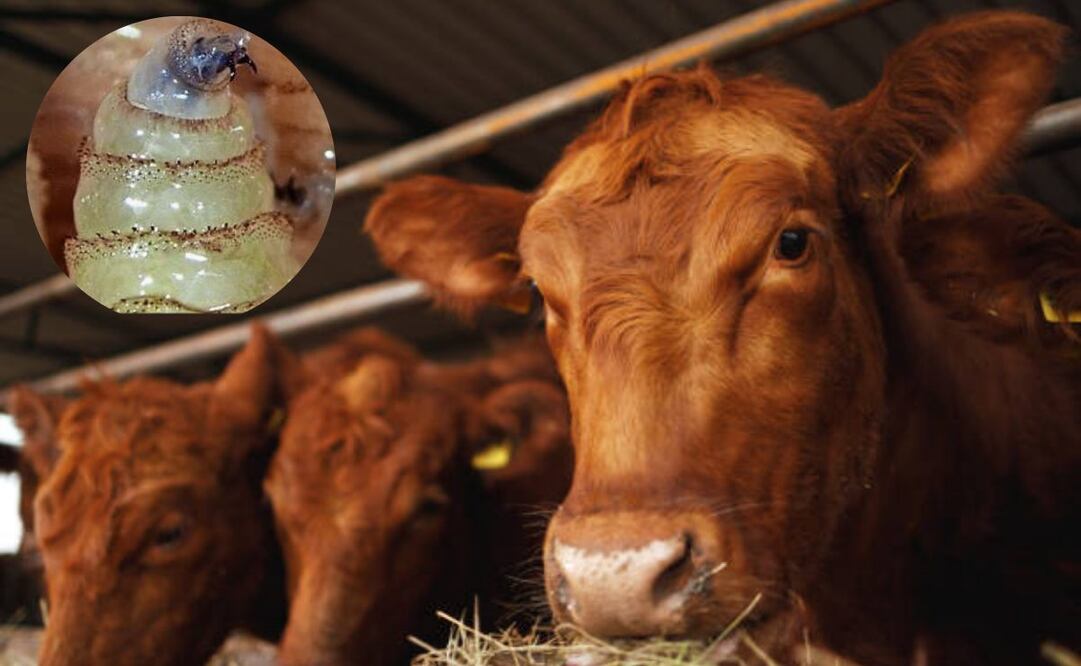 Continúa el aumento de casos de gusano barrenador en ganado mexicano. Foto: iStock