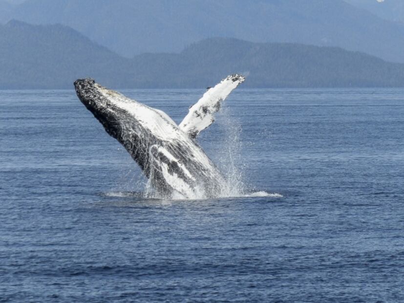 Con Inteligencia Artificial apoyarán la conservación de las ballenas 