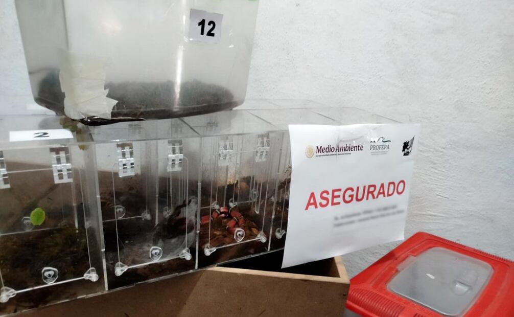 Rescatan 55 reptiles y arácnidos exóticos, en riesgo, que estaban a la venta en una tienda de mascotas en Aguascalientes. Foto: Profepa