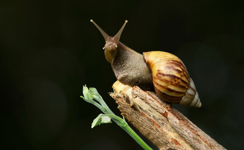 Aportan nutrientes y otros beneficios al suelo y a la tierra de tu jardín. Foto: Canva
